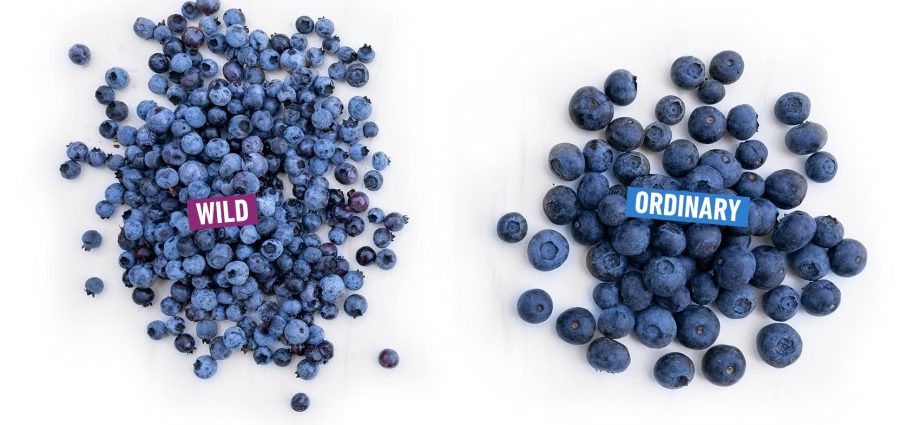 What is the difference between blueberries and blueberries