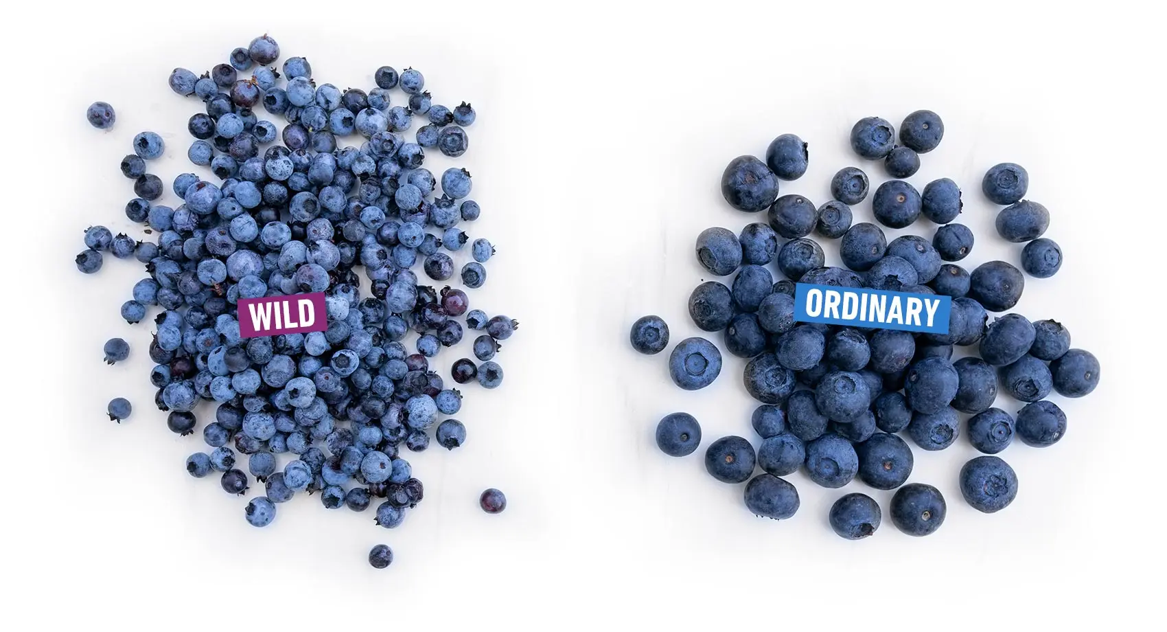 What is the difference between blueberries and blueberries