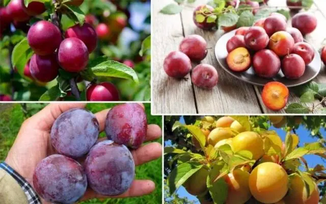 What is the difference between cherry plum and plum