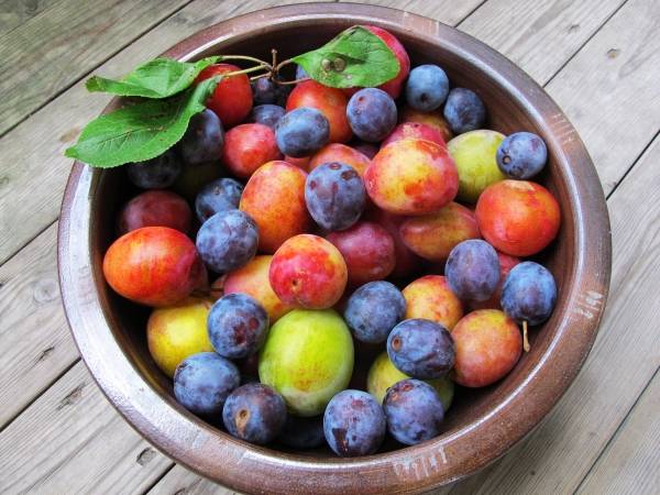 What is the difference between cherry plum and plum