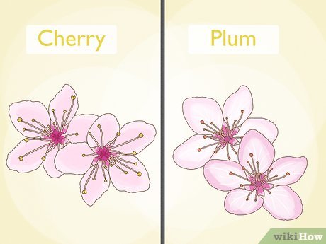 What is the difference between cherry plum and plum