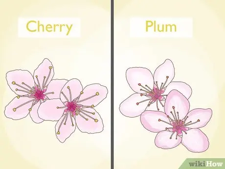 What is the difference between cherry plum and plum