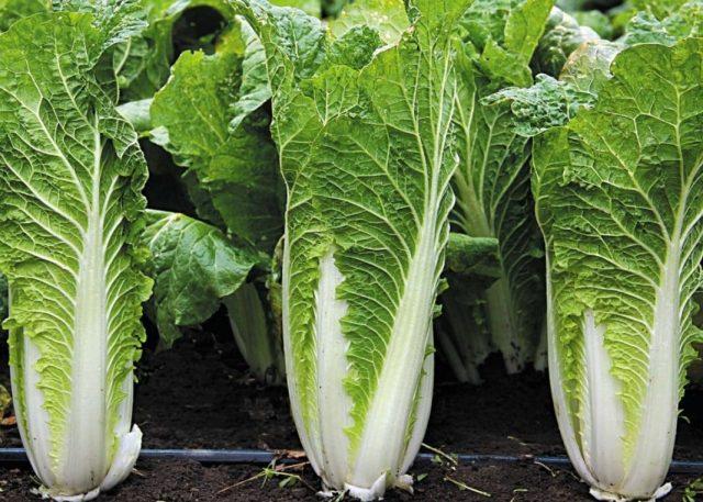 What is the difference between Chinese cabbage and white cabbage