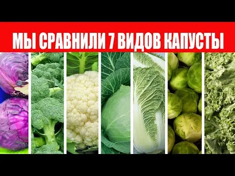 What is the difference between Chinese cabbage and white cabbage