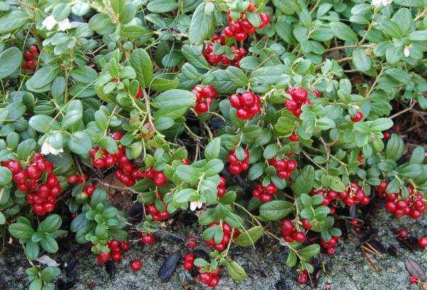 What is the difference between cranberries and cranberries