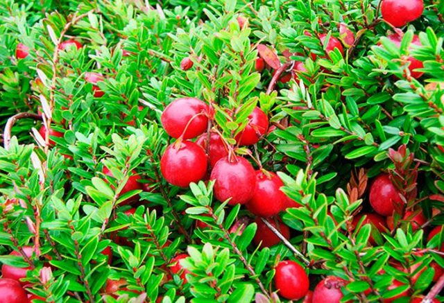 What is the difference between cranberries and cranberries