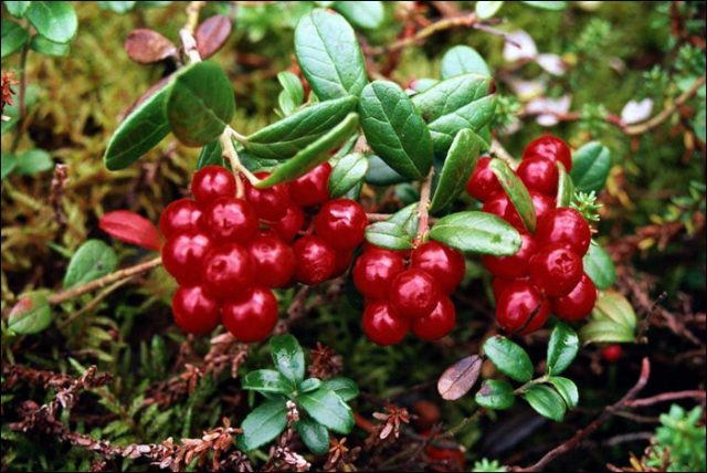 What is the difference between cranberries and cranberries