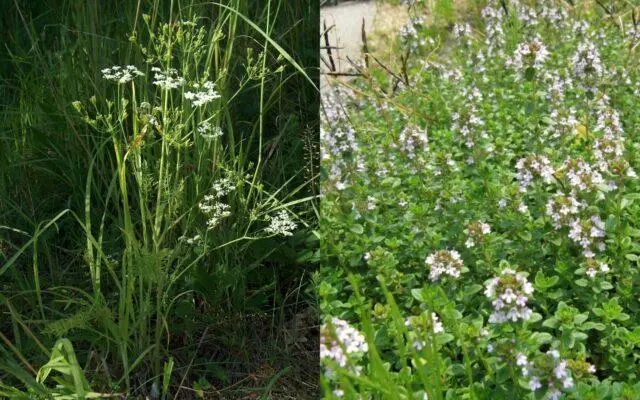 What is the difference between cumin and thyme (thyme)