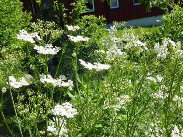 What is the difference between cumin and thyme (thyme)