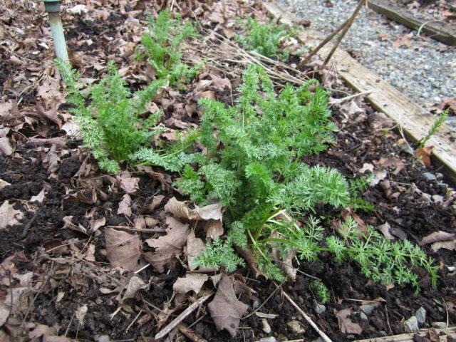 What is the difference between cumin and thyme (thyme)