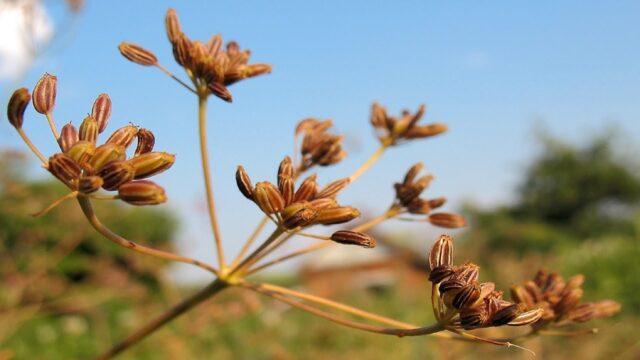 What is the difference between cumin and thyme (thyme)