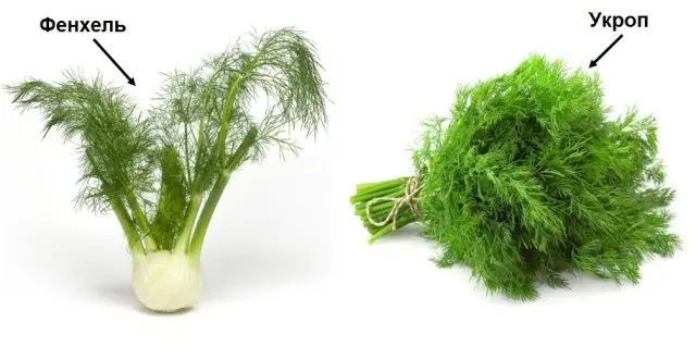 What is the difference between fennel and dill: from seeds to harvest