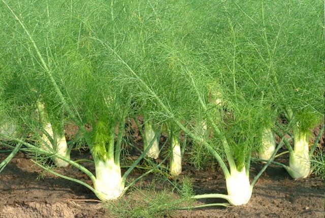 What is the difference between fennel and dill: from seeds to harvest