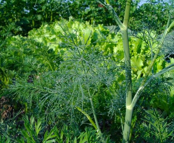 What is the difference between fennel and dill: from seeds to harvest