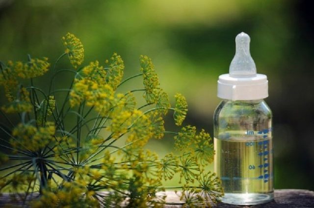 What is the difference between fennel and dill: from seeds to harvest