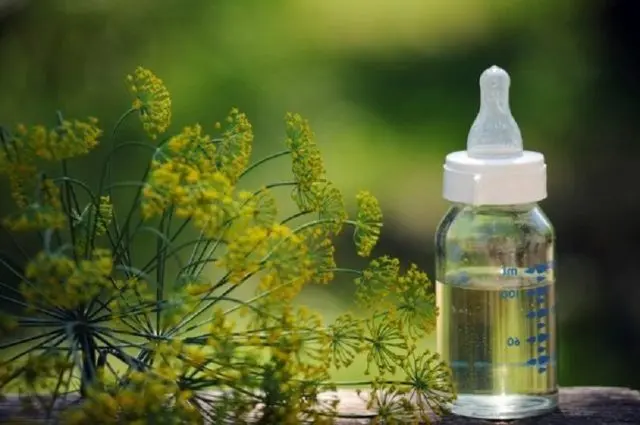 What is the difference between fennel and dill: from seeds to harvest