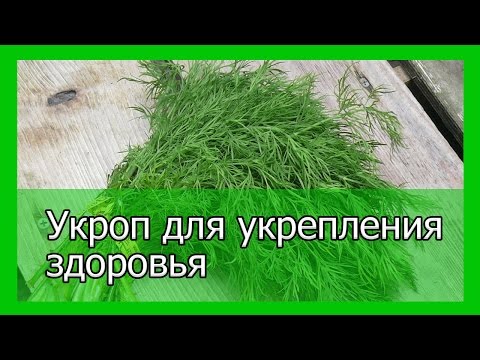 What is the difference between fennel and dill: from seeds to harvest