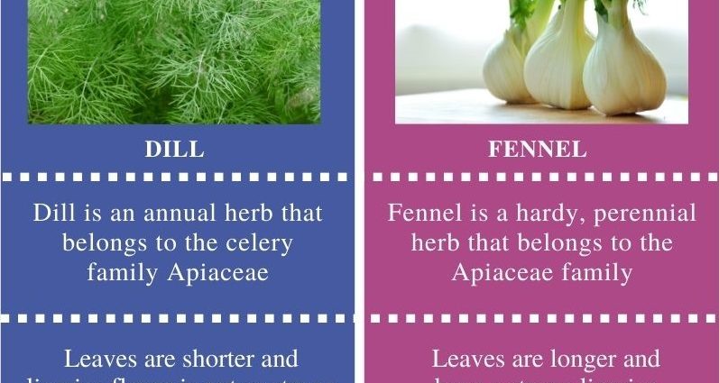 What is the difference between fennel and dill: from seeds to harvest