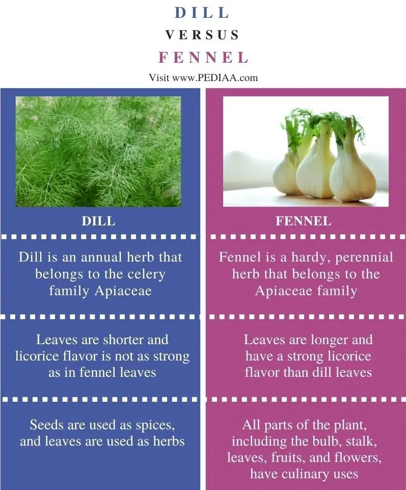 What is the difference between fennel and dill: from seeds to harvest