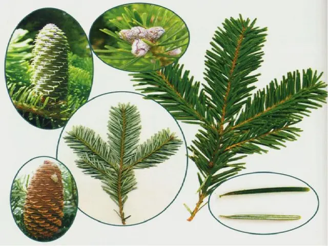 What is the difference between fir and spruce