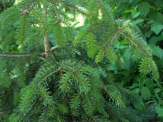 What is the difference between fir and spruce