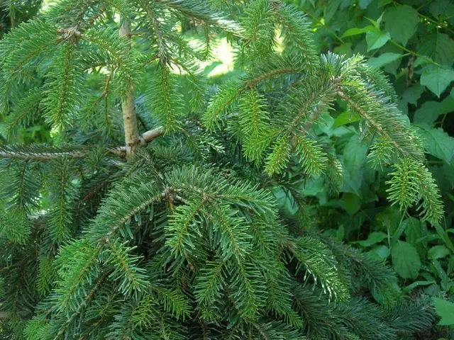 What is the difference between fir and spruce