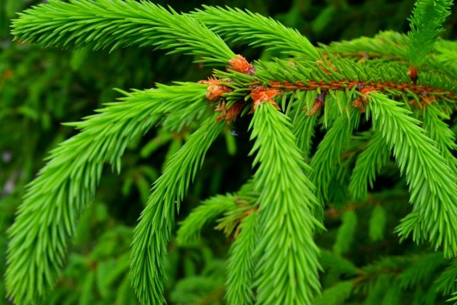 What is the difference between fir and spruce