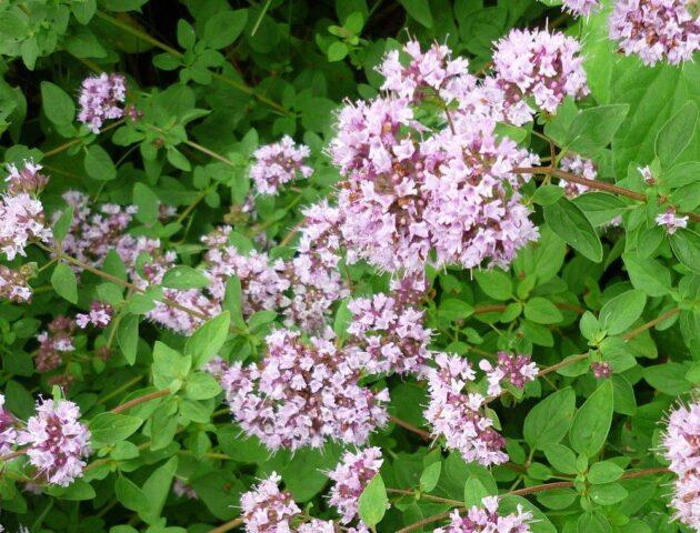 What is the difference between oregano and thyme