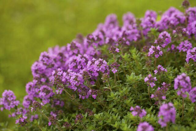 What is the difference between oregano and thyme