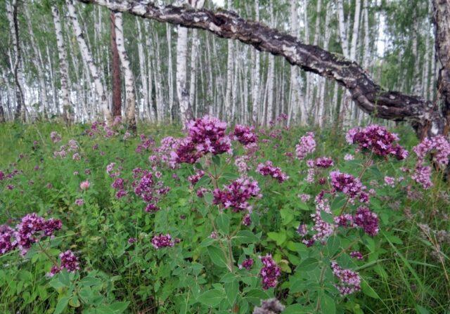 What is the difference between oregano and thyme