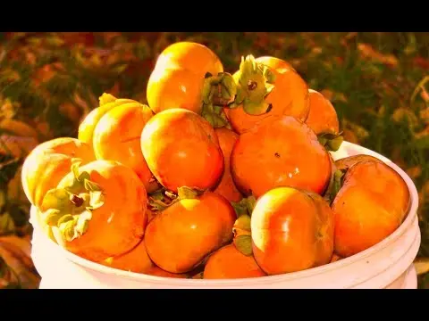 What is the difference between persimmon and kinglet