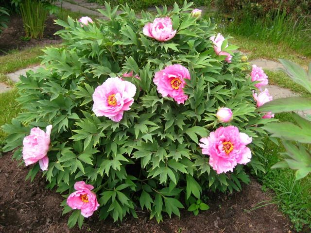 What is the difference between tree and herbaceous peonies: video, photo