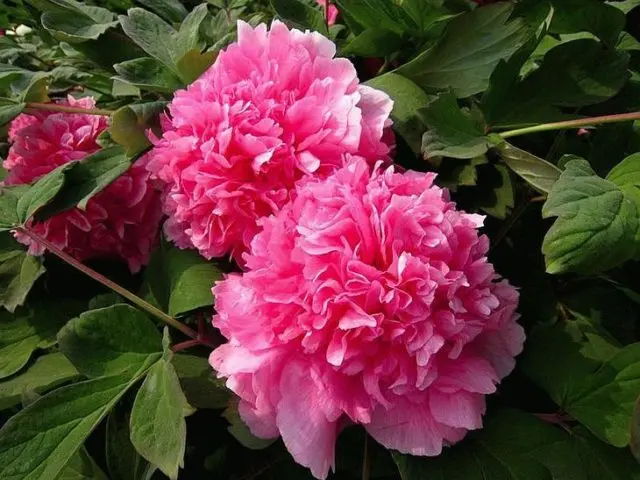 What is the difference between tree and herbaceous peonies: video, photo