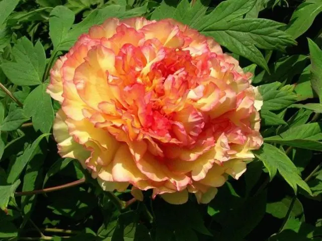 What is the difference between tree and herbaceous peonies: video, photo