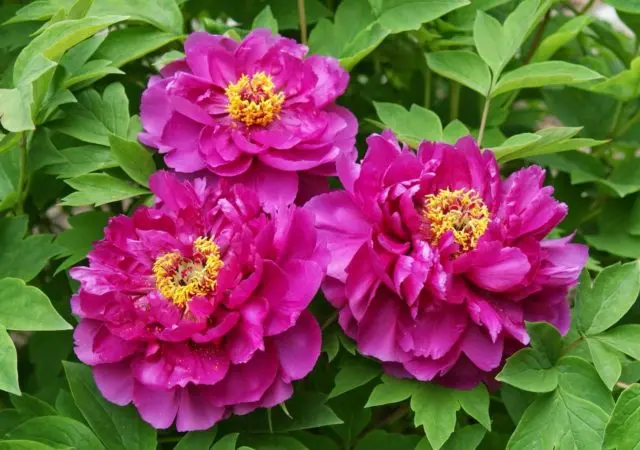 What is the difference between tree and herbaceous peonies: video, photo