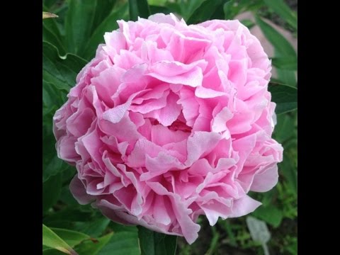 What is the difference between tree and herbaceous peonies: video, photo