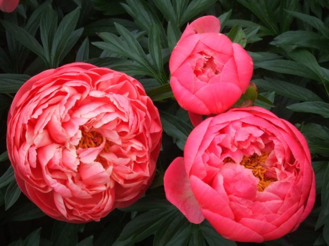 What is the difference between tree and herbaceous peonies: video, photo