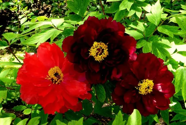 What is the difference between tree and herbaceous peonies: video, photo