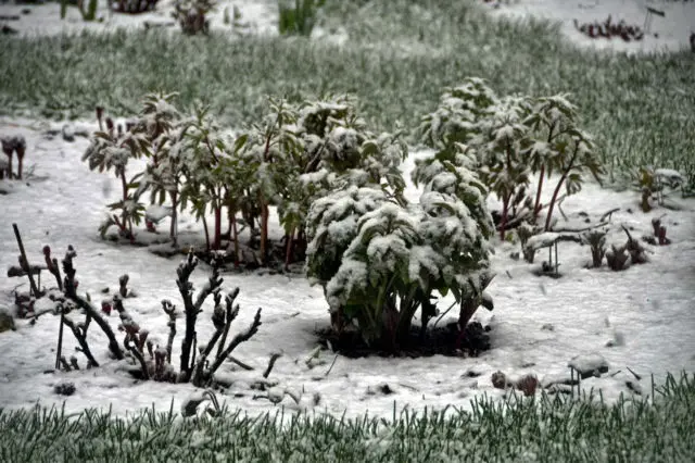 What is the difference between tree and herbaceous peonies: video, photo