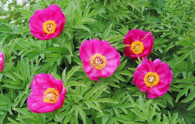 What is the difference between tree and herbaceous peonies: video, photo