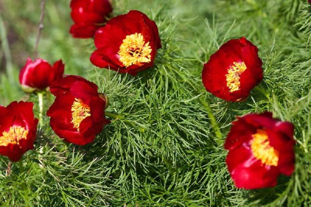 What is the difference between tree and herbaceous peonies: video, photo