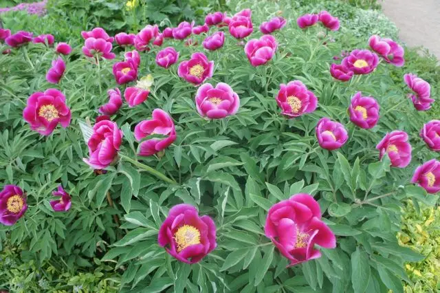 What is the difference between tree and herbaceous peonies: video, photo