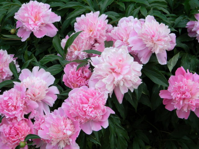 What is the difference between tree and herbaceous peonies: video, photo