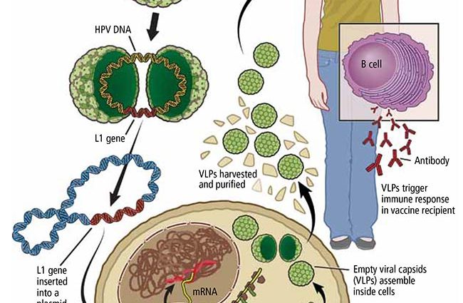 What is the human papillomavirus? How does the HPV vaccine work?