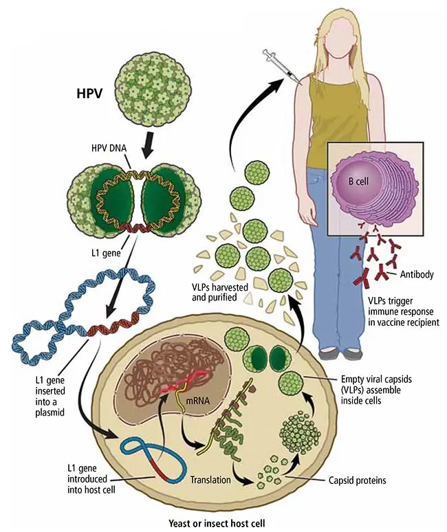 What is the human papillomavirus? How does the HPV vaccine work?