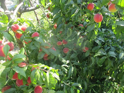 What is the name of dried peach