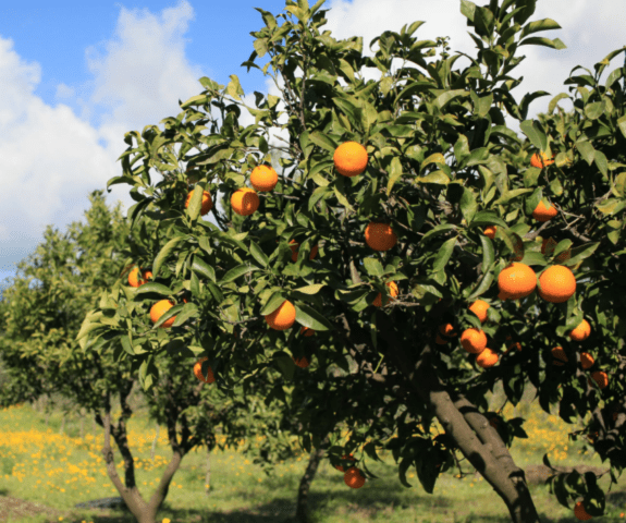 What is the name of the mixture of grapefruit and orange