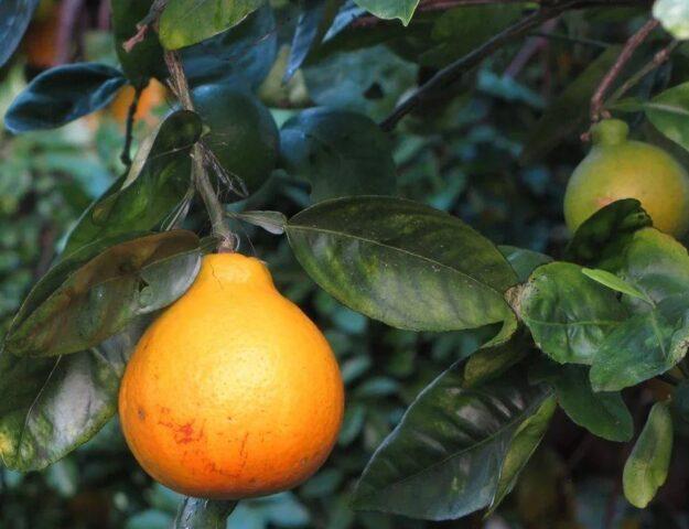 What is the name of the mixture of tangerine and grapefruit