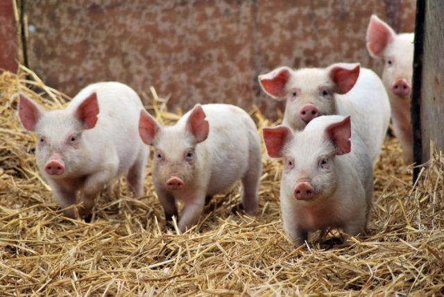 What is the normal temperature in pigs: symptoms of an increase, treatment