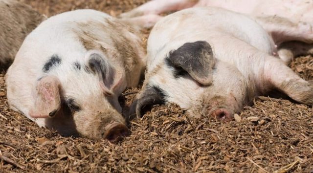 What is the normal temperature in pigs: symptoms of an increase, treatment